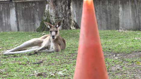 Australisches-Känguru,-Das-In-Gefangenschaft-Auf-Gras-Liegt