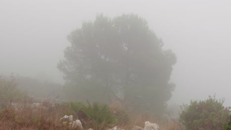 lonely pine tree on a foggy day