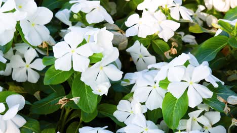 white periwinkle flowers blooming in sunlight