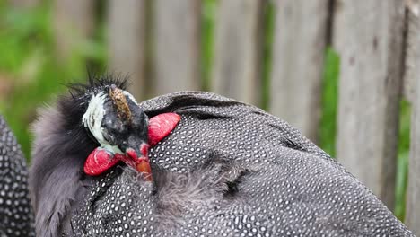 guineafowl preening feathers near wooden fence