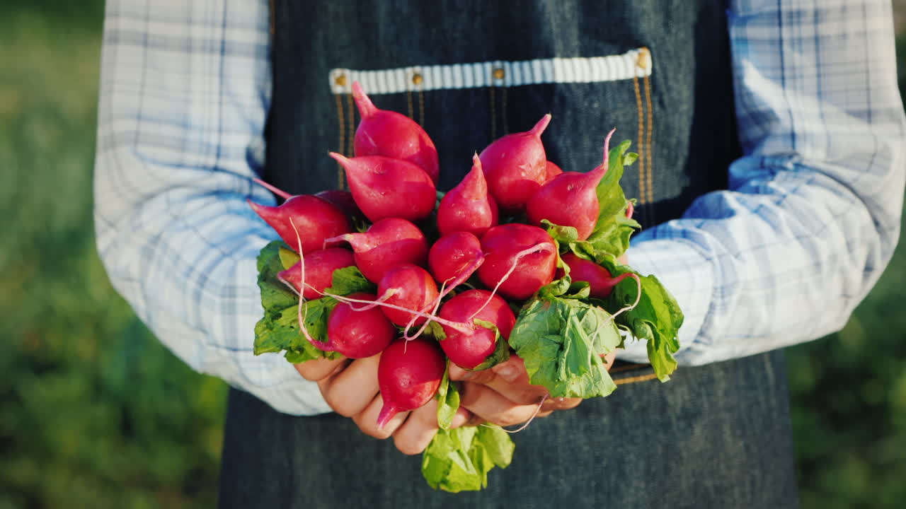un granjero sostiene un montón de rábanos frescos de su jardín