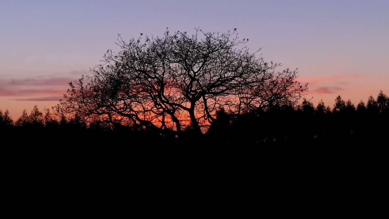 silueta de árbol contra el cielo anaranjado del atardecer
