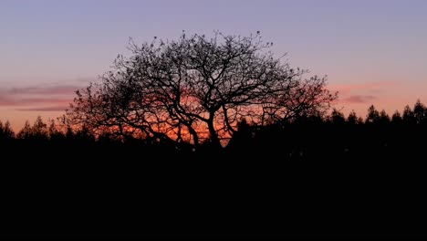 silhouette of tree against orange sunset skies