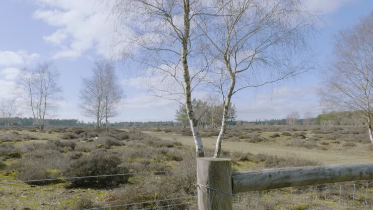 Panoramica discendente da una betulla autunnale spoglia e senza foglie fino a una recinzione di filo spinato in legno che delimita un parco rurale di campagna