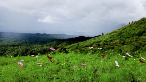 Lapso-De-Tiempo-Del-Campo-De-Flores-Del-Cosmos-En-Color-Rosa-Y-Rojo-En-La-Cima-De-La-Montaña