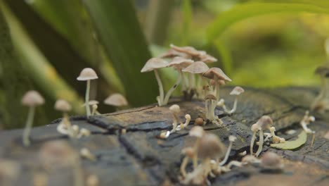 wild magic mushrooms sprout out from the tree trunk