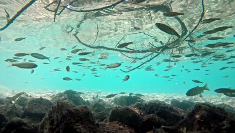 fish swimming in very clear and transparent shallow water