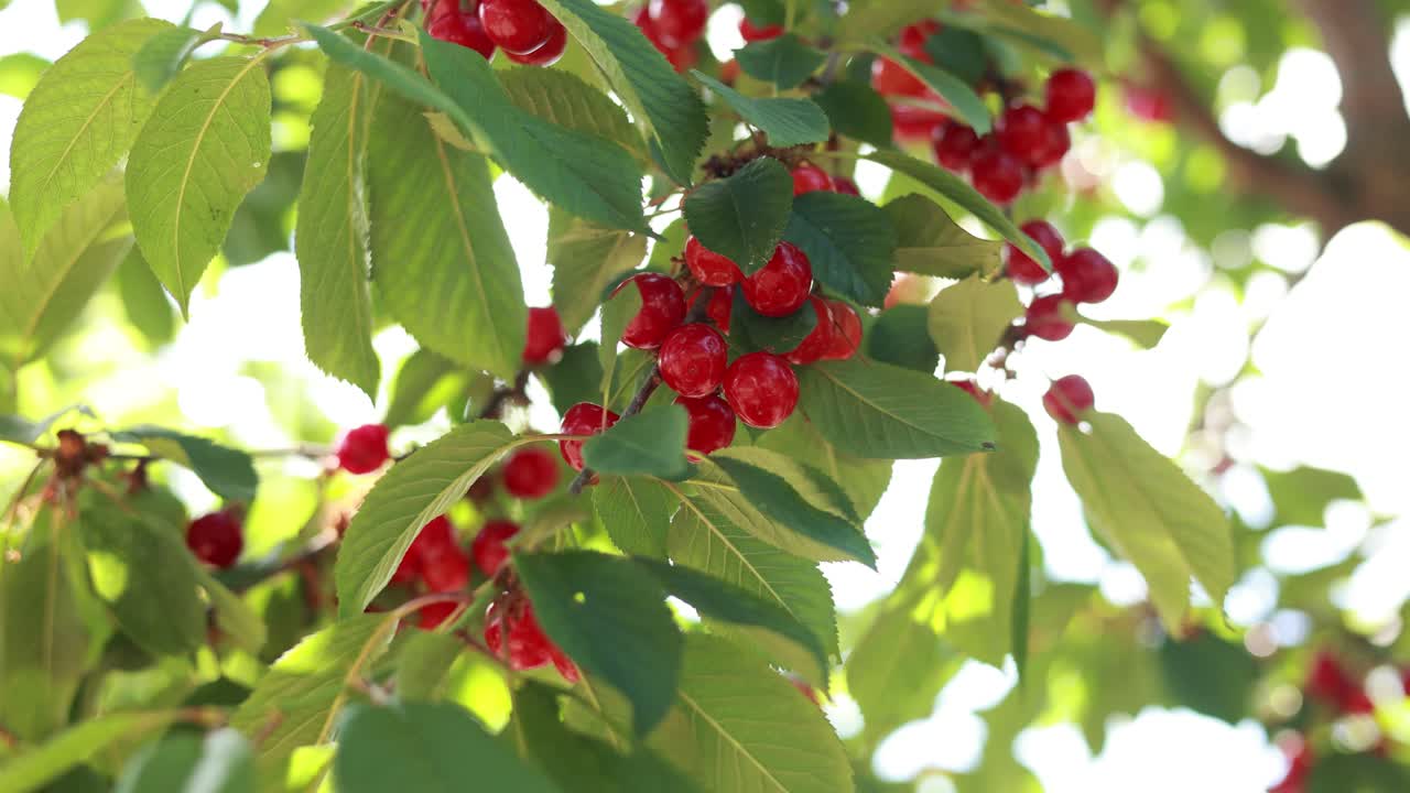 나무에 있는 체리