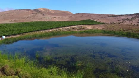 Beautiful-vista-aérea-of-hilly-vineyards-in-the-grape-growing-region-of-Californias-santa-rita-appellation-1