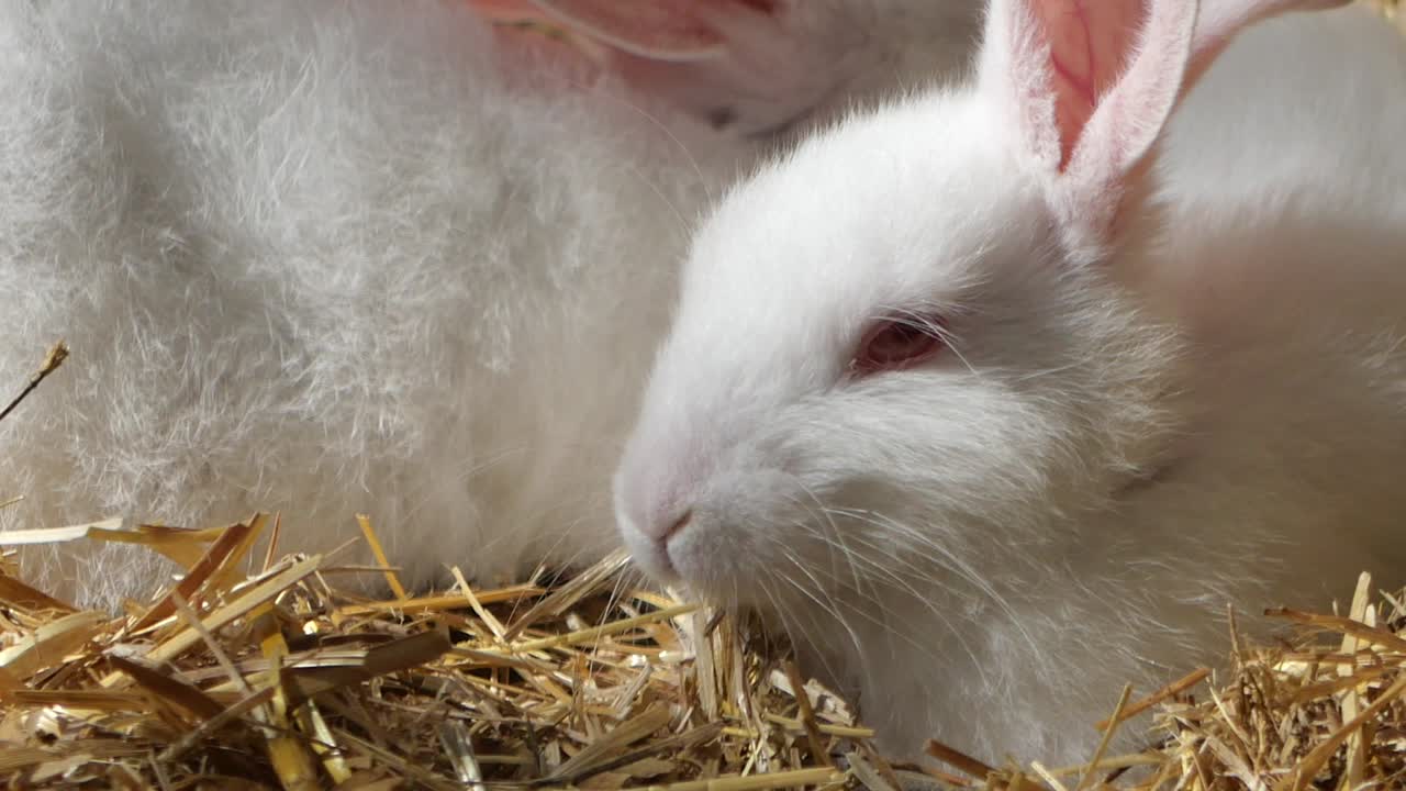 White Baby Rabbits in Hay
