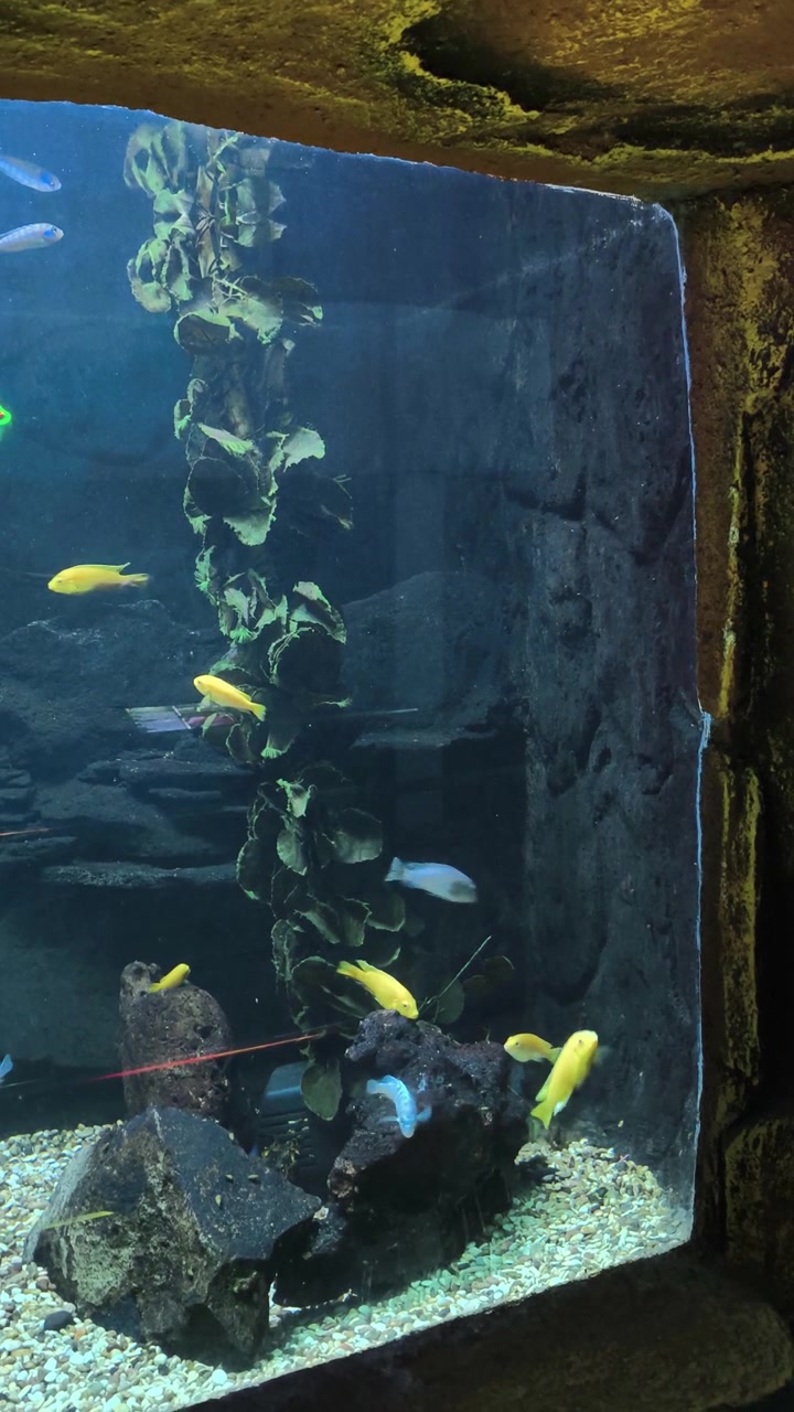 Ikan Cichlid Kuning Berenang di Akuarium Besar