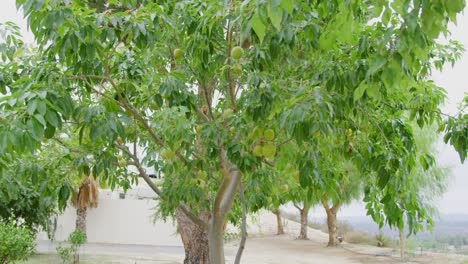 Forest of fruit trees in full bloom waiting to be picked
