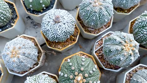 various cacti in pots at a floating market