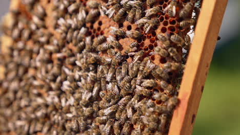 family of bees crawl densely over the frame. wax cells are sealed with new insects ready to show up. close up.