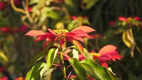 Hermosa-Poinsettia-Roja-Moviéndose-Lentamente-Con-La-Brisa