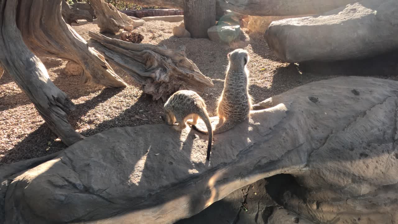 Two meerkats interacting on a rock