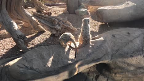 two meerkats interacting on a rock