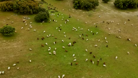 Una-Toma-Aérea-Centrada-En-Un-Rebaño-De-Ovejas,-De-Color-Marrón-Y-Blanco-Mixto