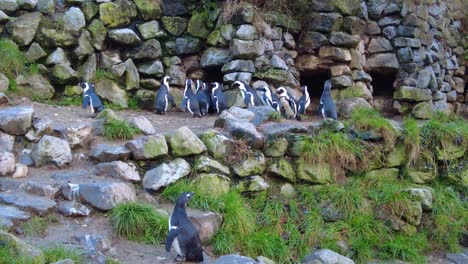 cute jackass penguin in their habitat at the burgers' zoo park in arnhem, netherlands