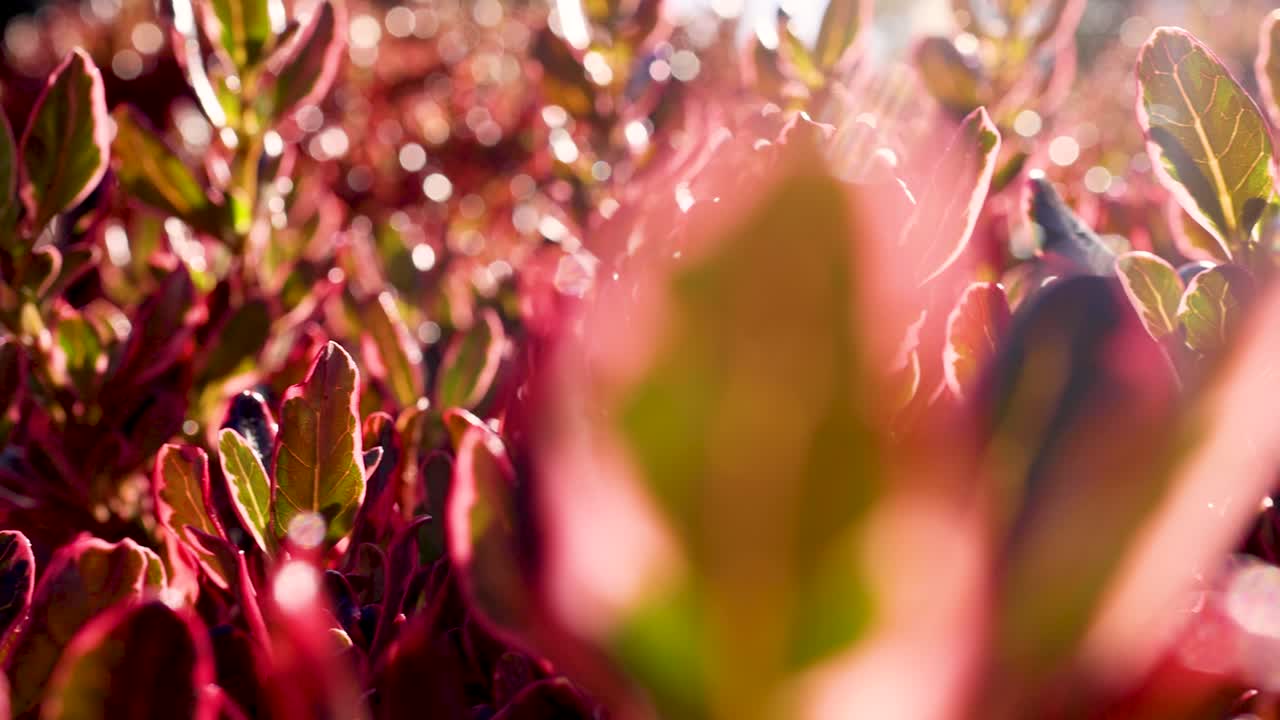 primer plano de las hojas con la luz del sol en melbourne