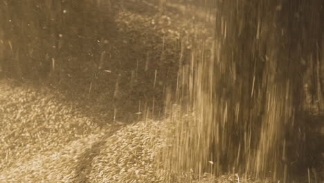 rye grain poured into machinery at summer harvest, close up shot