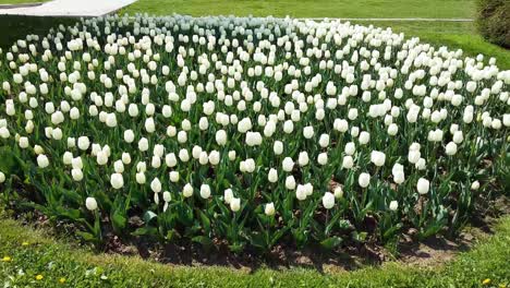 Jardín-De-Tulipanes-Blancos-En-El-Parque-De-La-Ciudad