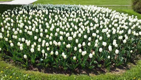 white tulips garden in city park