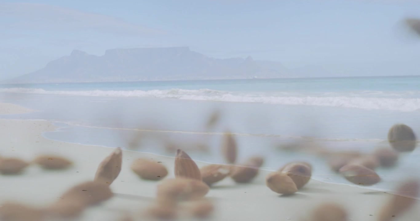 Onshore breeze sending brown oval shells tumbling, blurring, bouncing and settling into front pile