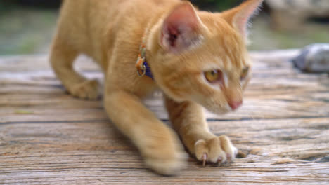 クローズアップのかわいいオレンジ色の赤ちゃん猫