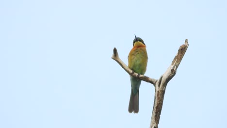 bee eater in tree waiting for pray .