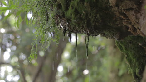 Regen-Lässt-Waldmoos-Fallen