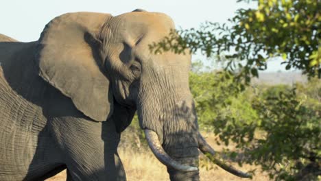 Foto-De-Seguimiento-De-Un-Elefante-Caminando-Con-Un-árbol-En-Primer-Plano