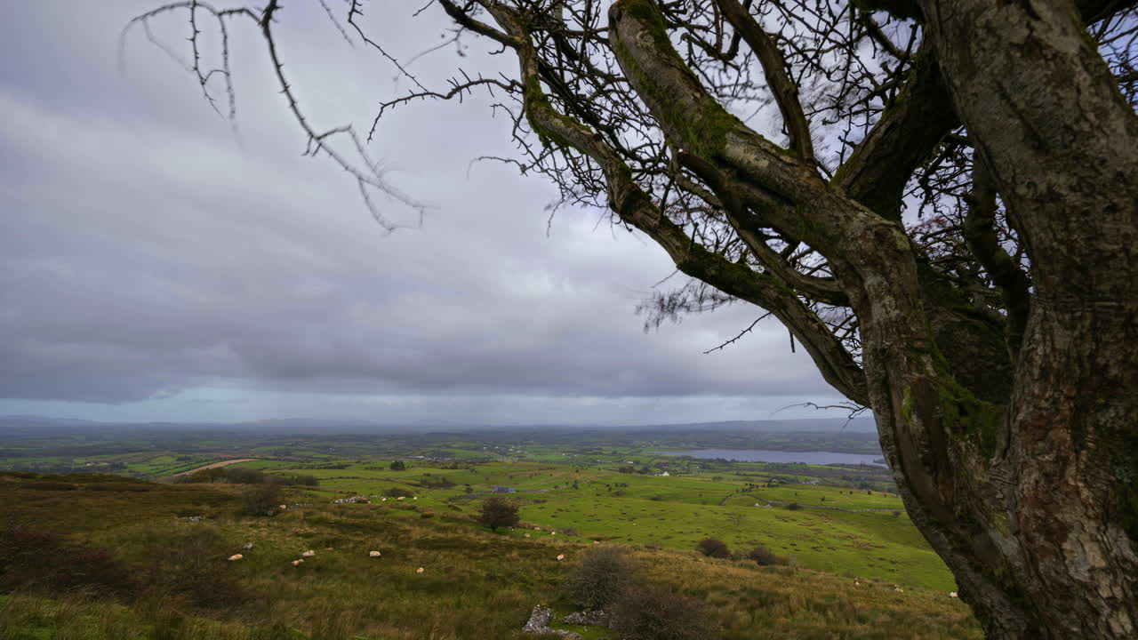 전경에 나무가 있는 시골 자연 농지의 시간경과 흐린 날 동안 아일랜드의 카운티 슬라이고에 있는 캐로킬에서 보이는 거리에 있는 들판과 호수에 있는 양