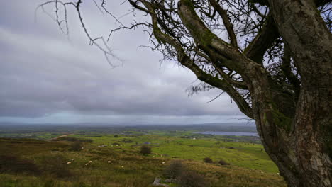 timelapse of rural nature farmland with tree in the foreground and sheep in the fields and lake in distance during cloudy day viewed from carrowkeel in county sligo in ireland