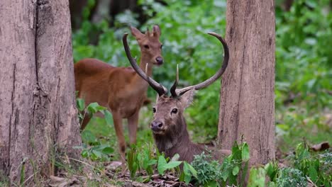 El-Ciervo-Del-Campo-Es-Una-Especie-En-Peligro-De-Extinción-Debido-A-La-Pérdida-De-Hábitat-Y-La-Caza