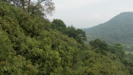 drone : zoom out and lateral shot of avocado farms in uruapan