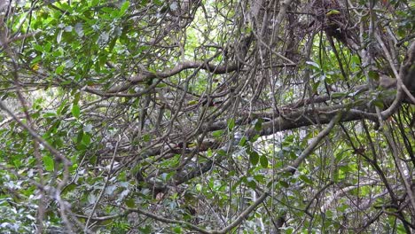 denso follaje verde con un tanager de respaldo carmesí oculto posado en una rama