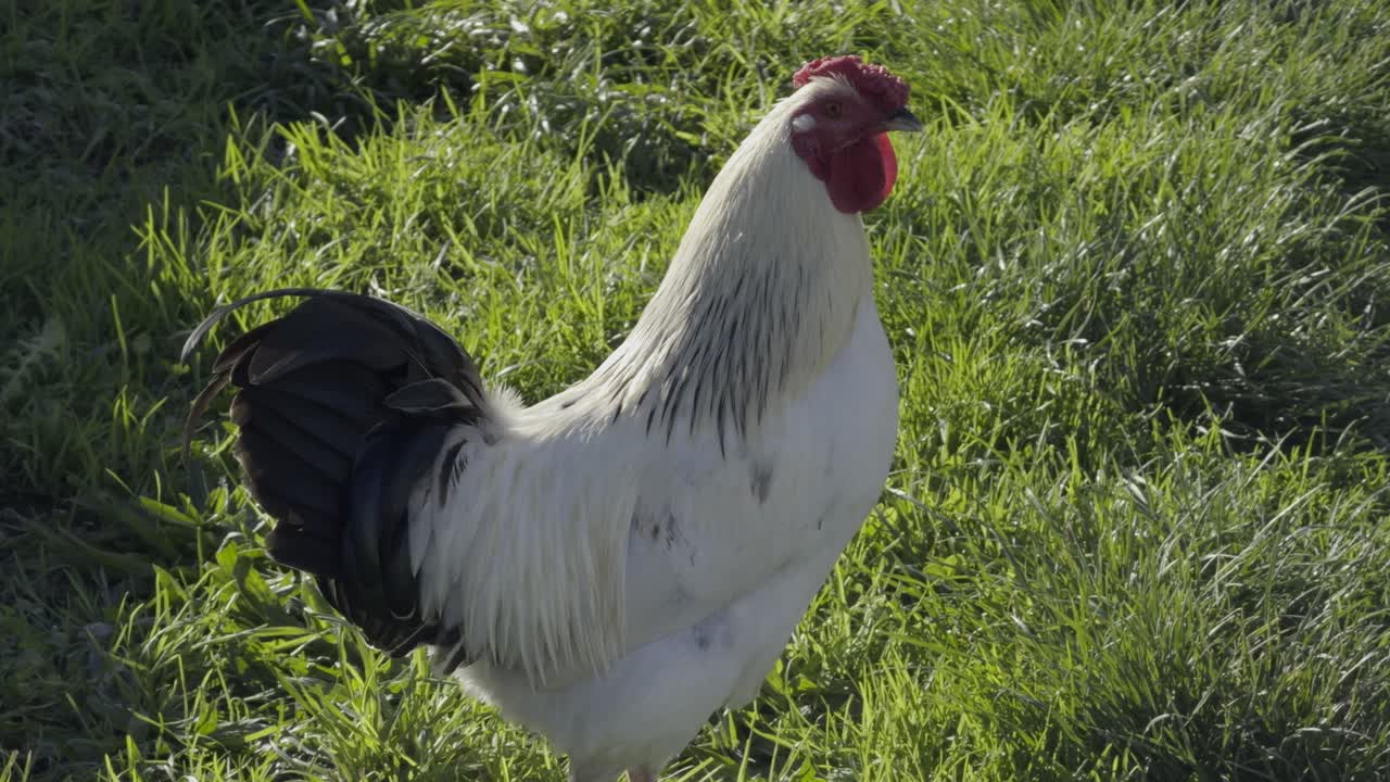 majestuoso gallo blanco y negro se pavonea solo en un patio trasero verde