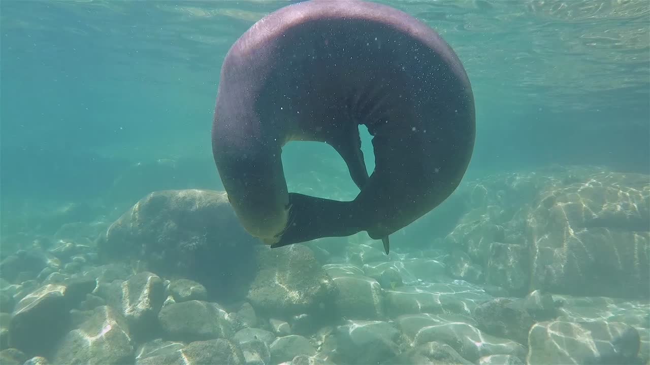 바하 캘리포니아 바다 사자 수중 로스 islotes 어머니 암소와 아기 강아지 재생