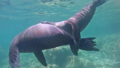 Lobos-Marinos-De-Baja-California-Bajo-El-Agua-Los-Islotes-Madre-Vaca-Y-Cachorro-Jugando