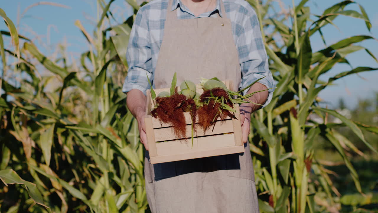 granjero con una caja de maíz va a la cámara detrás de un campo con maíz verde
