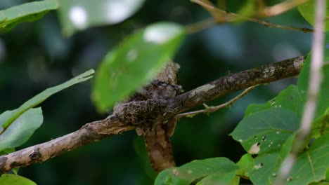 Das-Javanische-Froschmaul-Oder-Horsfields-Froschmaul-Kommt-In-Thailand-Und-Anderen-Asiatischen-Ländern-Vor