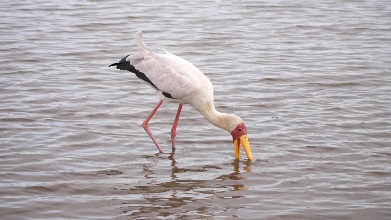 forrajes de cigüeña de pico amarillo en agua con pequeñas ondas y ondas, vista lateral