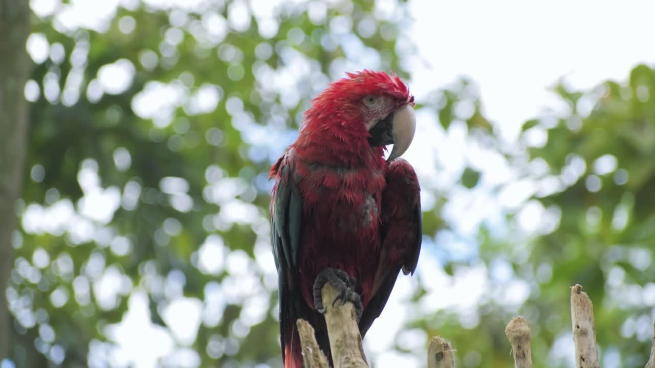 macaw (Ara chloropteru) big bird nature standing watching the camera The bird's striking plumage and distinctive facial markings are clearly visible against a blurred background.