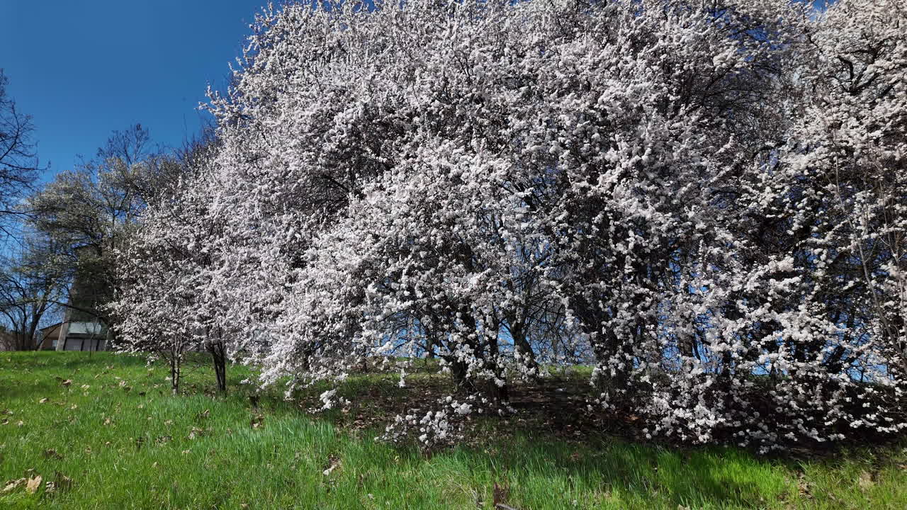 Cherry trees blooming on a grassy hillside