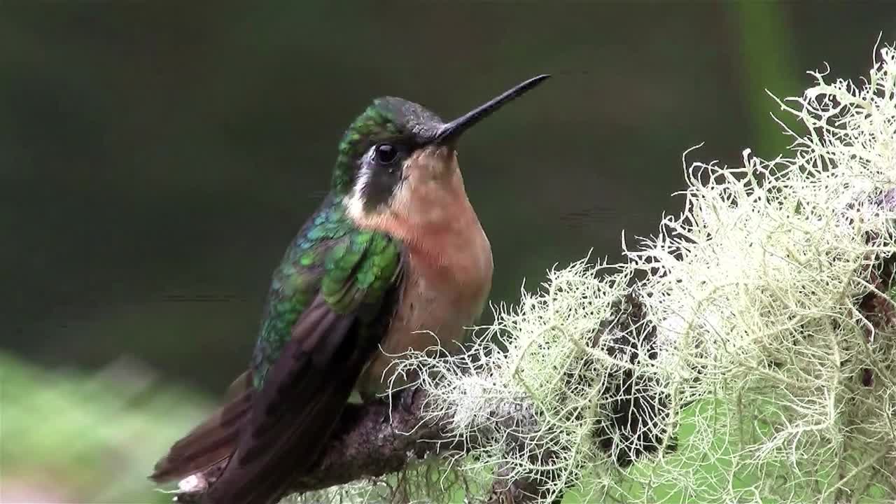 un colibrí de cerca en una rama
