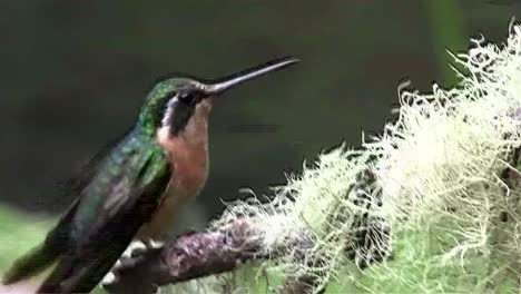 a hummingbird up close on a branch