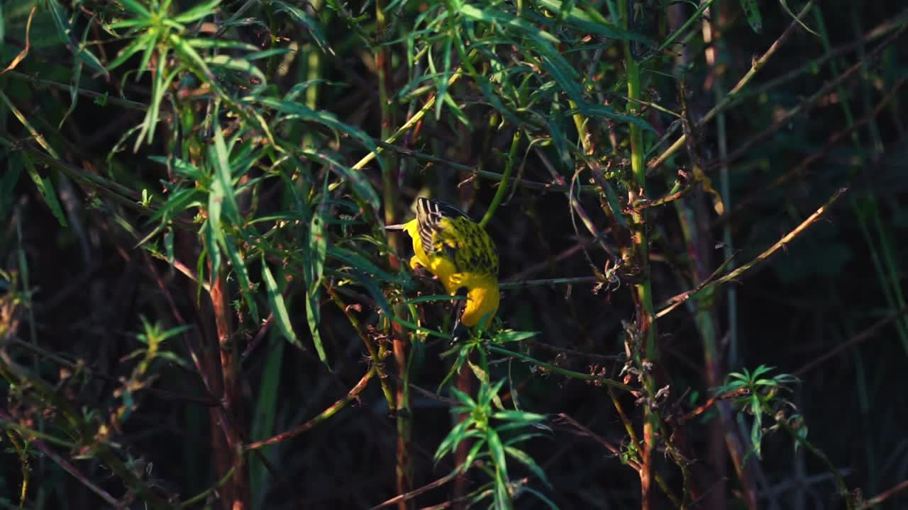 a golden weaver bird clearing the entrance to its nest buy carefully cutting any leaves or stems that gets in the way.