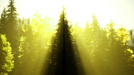 sunlight filtering through lush forest trees in a tranquil setting