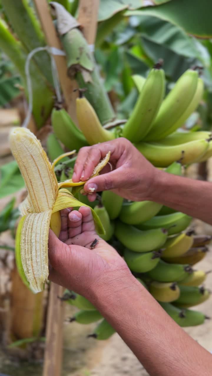 Farmer hand peels a ripe banana directly from the tree in a lush garden. Natural harvesting moment, perfect for organic, agriculture, and tropical content. Captured in vertical 4K.